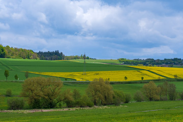 Obraz premium Landschaft im Taunus im Frühling mit blühenden Rapsfeldern