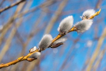 In early spring, the first swollen willow buds open in the parks of Kronstadt.