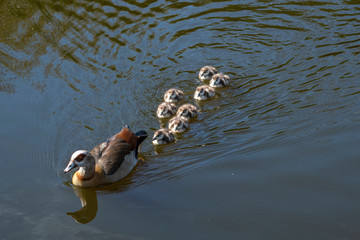 Egyptian goose with chicks swimming in formation