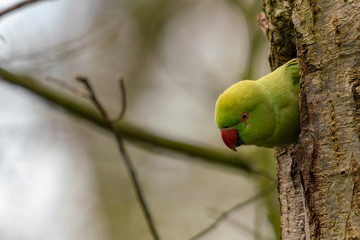 Collar parakeet in spring in a nest