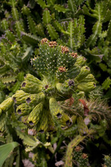  original background made of green cactus, with sharp spines in close-up