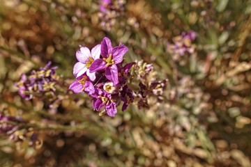  interesting original plant growing on the slopes of the Teide volcano on the Spanish Canary Island...