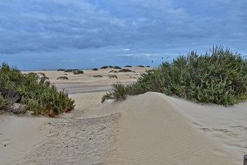 landscape from the Spanish Canary Island Fuerteventura with dunes and the ocean
