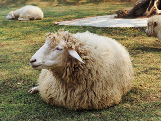 Sheep is sitting on grass in meadow.