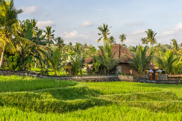 View on villa and rice field