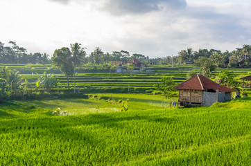Fototapeta na wymiar View on villa and rice field