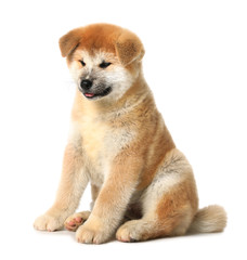 Cute Akita Inu puppy on white background. Baby animal