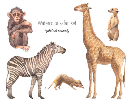 Watercolor safari animals illustration. Hand drawn set of animals isolated on white background. African fauna: giraffe, zebra, meerkats, monkey