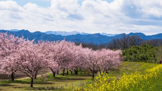 連なる山を背景に桜とナノハナが咲く横長写真