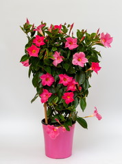 Dipladenia Spalier Rosa