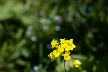 菜の花