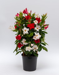 Dipladenia Spalier Bicolor Rot Weiss