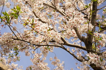 桜
