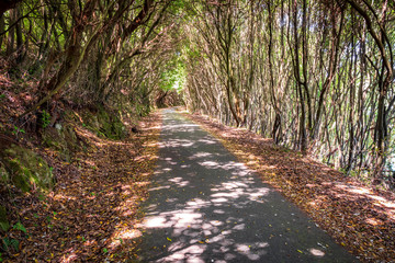 Road in the middle of the forest with lights and shadows