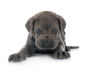 puppy cane corso