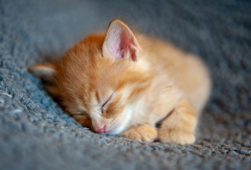 Katze rot schlafend