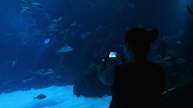 Woman taking picture of fish in water in 4k slow motion 60fps