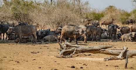 Large group of buffaloes looking to the camera