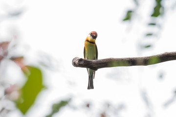 Chestnut headed or Bee eater bird on tree branch.	
