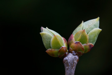 Lilac buds (Syringa vulgaris) in the garden in early spring.
