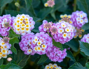 Lantana camara Lila