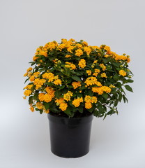 Lantana camara Busch Gelb