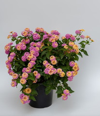 Lantana camara Busch Lila
