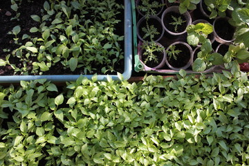 Young sprouts of pepper, aster and camomile daisies seedlings in balcony garden. Growing organic seedlings at home. Greenhouse cultivation. Growing Plants in greenhouse
