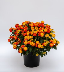 Lantana camara Busch Orange