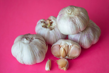 Bunch of garlic bulbs isolated on bright pink background. Close up of seasonal vegetable. Fresh organic healthy food. Spicy culinary ingredient. Harvesting background