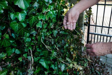 Gardener removes a dry foliage and twigs from the ivy creeper.