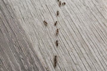 Many black ants on floor at home. Pest control