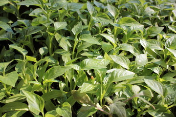 Fototapeta premium Pepper seedlings in the containers. Young green plants in the balcony vegetable garden