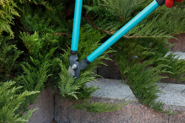 Cutting the coniferous shrubs in the garden with pruning shears.