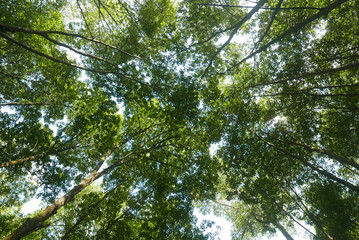 The canopy of tall trees at mangrove swamp reserve park located at Kuala Sepetang,Perak Malaysia.