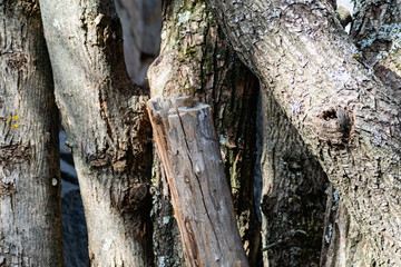 Vertical logs with bark, sawn tree trunks stand close to each other. Creating a wall from natural and natural timber