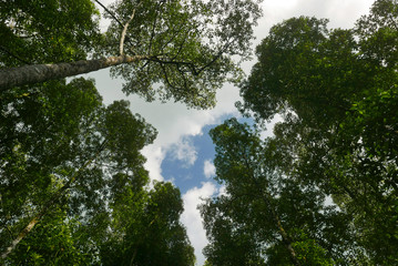 The canopy of tall trees at mangrove swamp reserve park located at Kuala Sepetang,Perak Malaysia.