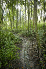 The mangrove swamp reserve park located at Kuala Sepetang,Perak Malaysia.