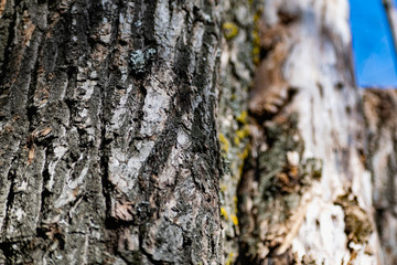 Vertical logs with bark, sawn tree trunks stand close to each other. Creating a wall from natural and natural timber