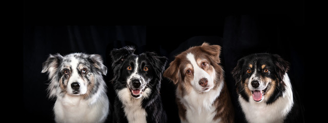 Eine Gruppe von vier hübschen Australian Shepherds vor einem schwarzen Hintergrund - 332867683