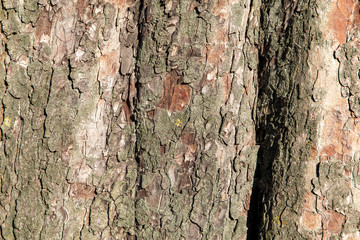 Texture bark