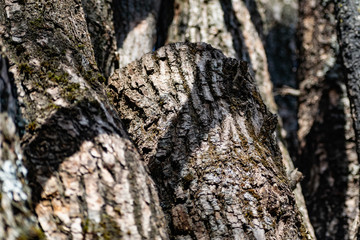 Vertical logs with bark, sawn tree trunks stand close to each other. Creating a wall from natural and natural timber