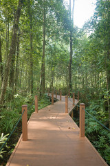 Fototapeta na wymiar A walkway of mangrove swamp reserve park located at Kuala Sepetang,Perak Malaysia.