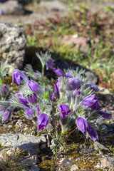 common pasque flower (Pulsatilla vulgaris)