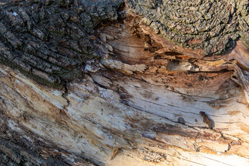 Texture bark