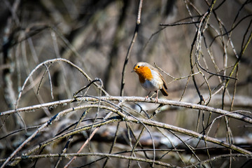 A red robin (Erithacus rubecula) in between white fruit blossom as a concept for spring, Červenka obecná
