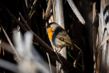 A red robin (Erithacus rubecula) in between white fruit blossom as a concept for spring, Červenka obecná