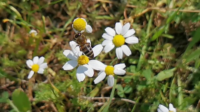 Yalanci Bogaz, Marmaris - Mugla / Turkey. March 20, 2020. Messengers of spring, daisies and bees.