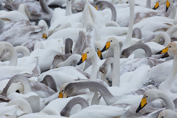 Obraz premium A flock of Whooper swan and ducks wintering on the thermal lake Svetloe (Lebedinoe), Altai Territory, Russia