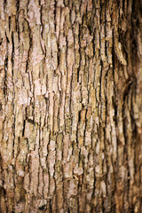 Detailed close up of a nature background